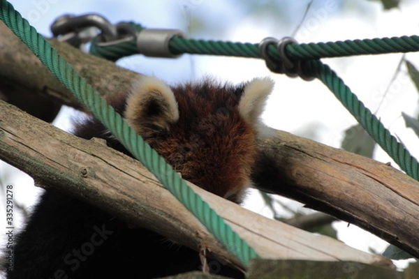 Obraz レッサーパンダ