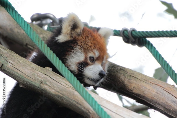 Obraz レッサーパンダ