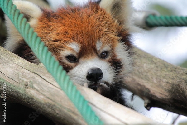 Obraz レッサーパンダ