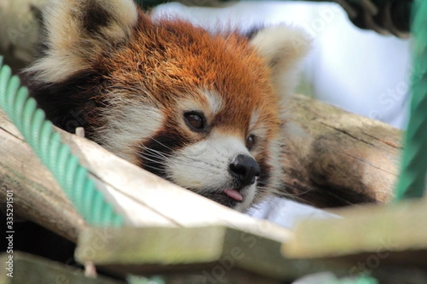 Obraz レッサーパンダ