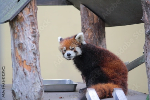 Obraz レッサーパンダ