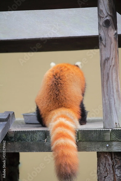 Obraz レッサーパンダ