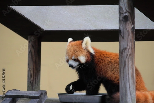 Obraz レッサーパンダ