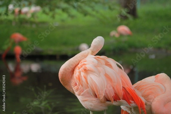 Fototapeta フラミンゴ