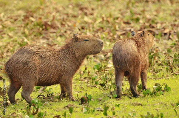 Obraz Wasserschweine