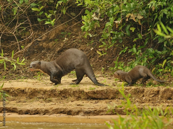 Obraz Riesenotter mit Jungtier