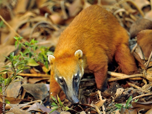 Obraz Nasenbär bei Futtersuche