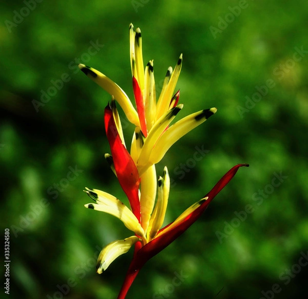 Obraz orange lily flower