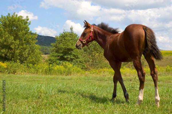 Obraz young horse standing