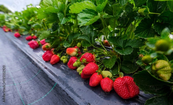 Fototapeta Rows of fresh strawberries that are grown in greenhouses