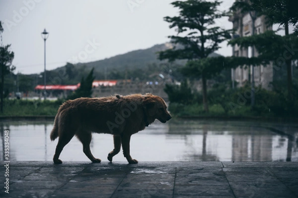 Fototapeta alone dog walking with the rain fall