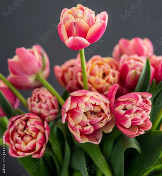 Fototapeta Red and yellow parrot tulips on grey background