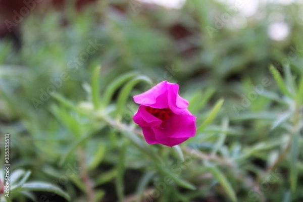 Obraz flor rosa cerrada