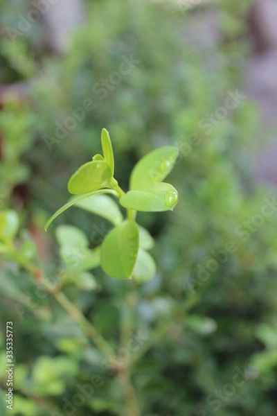 Obraz hojas pequeñas con gota
