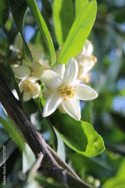 Obraz Azahar una abierta