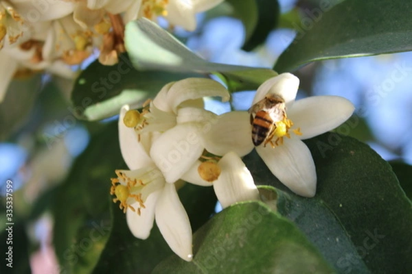 Obraz Azahar con abeja