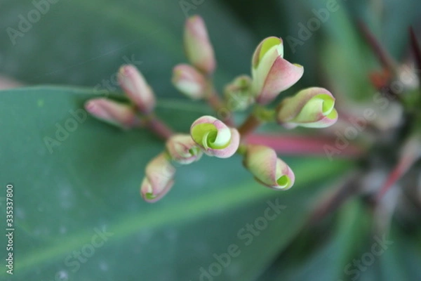 Obraz botones verdes