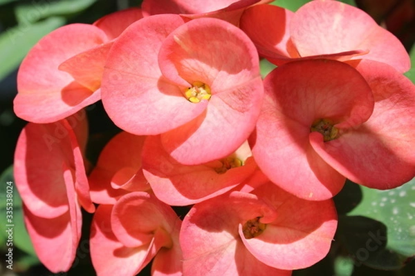 Obraz Corona salmon en el sol