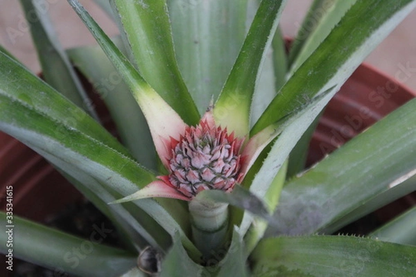 Obraz Piña naciendo