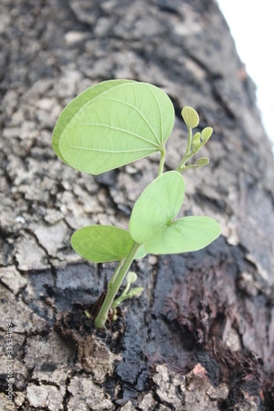 Obraz nacimiento en tronco