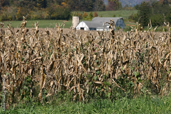 Fototapeta Farm with Cornfield