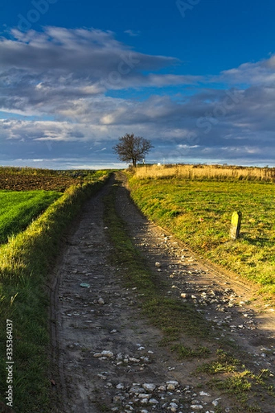 Fototapeta Polna droga