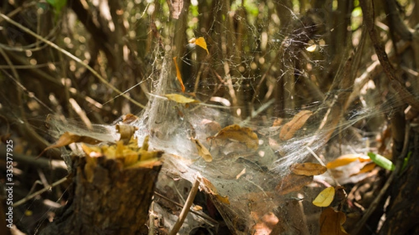 Obraz Telaraña en laguna