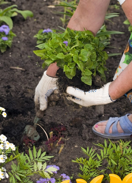Fototapeta Пересадка цветка