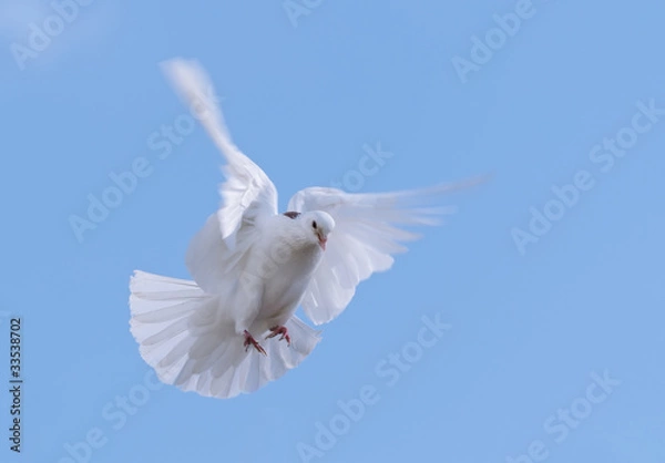 Obraz Белый голубь в полете