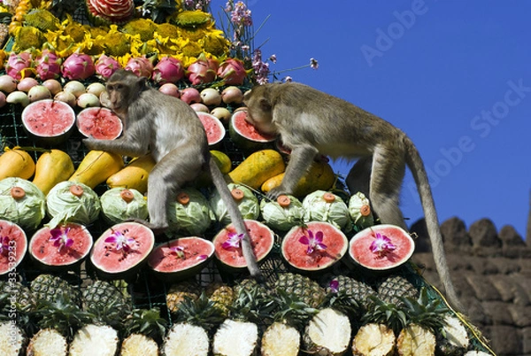 Obraz Monkey buffet festival in Thailand
