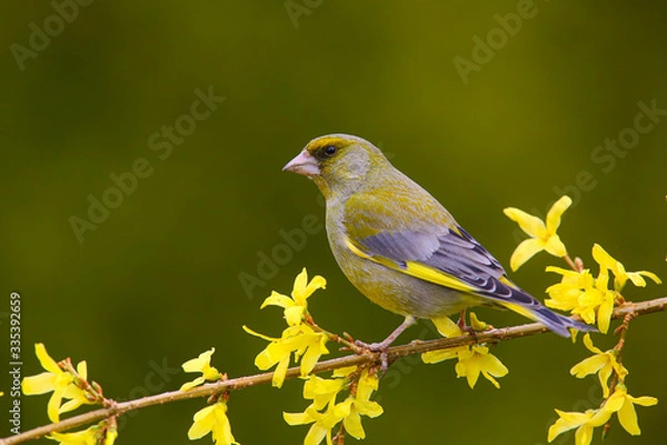 Fototapeta European greenfinch (Chloris chloris) on a branch in the forest