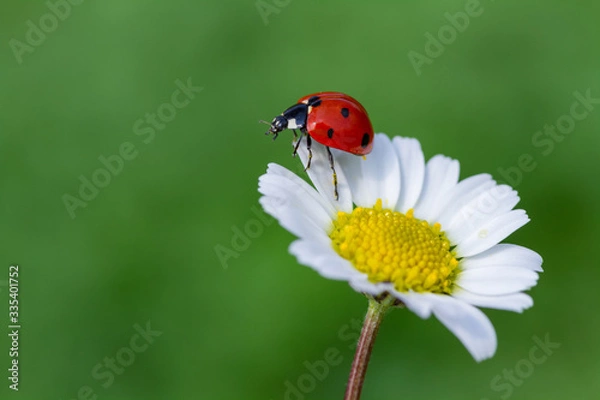 Fototapeta ladybug on daisy