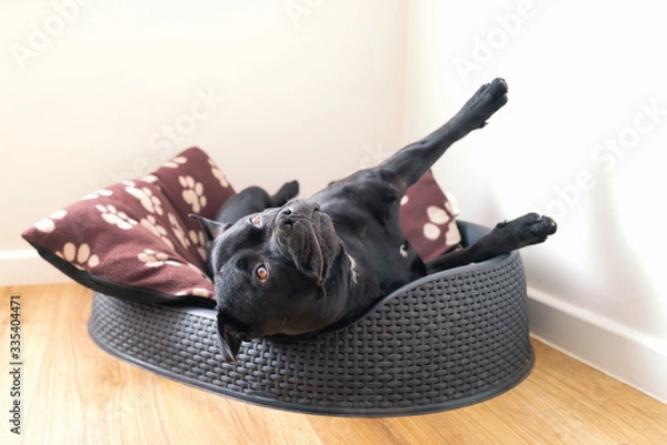 Obraz Staffordshire Bull Terrrier dog in a pet bed lying at an unusual angle with his legs stretched looking up towards the cieling.