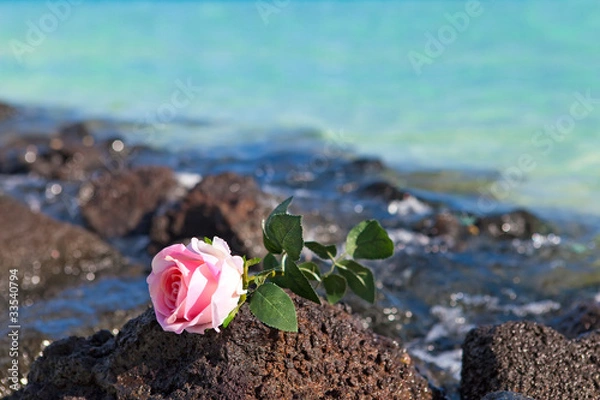 Obraz The rose lies on stones on the sea  background.