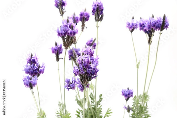 Fototapeta 白背景のラベンダー