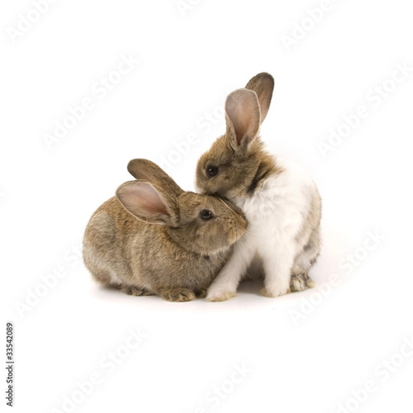 Obraz Two adorable rabbits