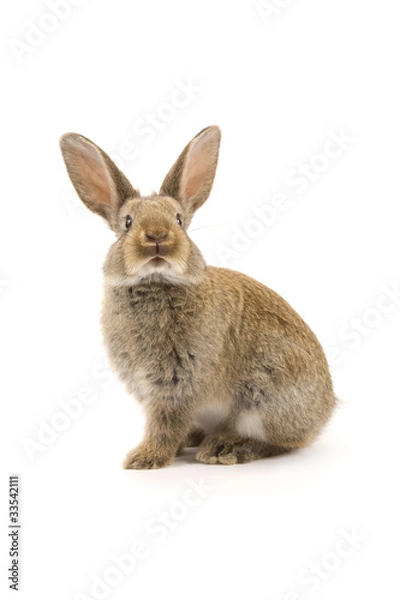 Obraz Adorable rabbit isolated on white