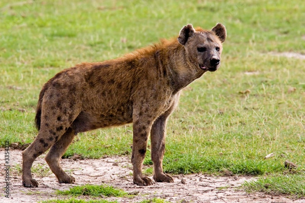 Obraz spotted hyena