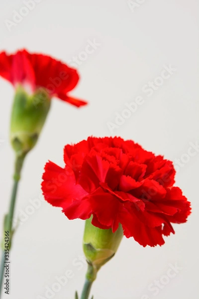 Fototapeta 白背景の赤いカーネーション