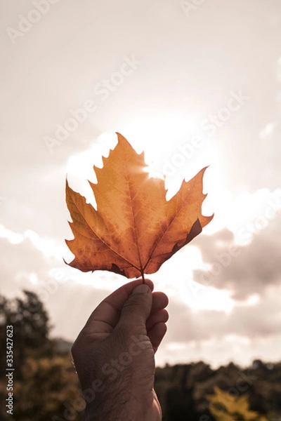 Obraz Outono chegando