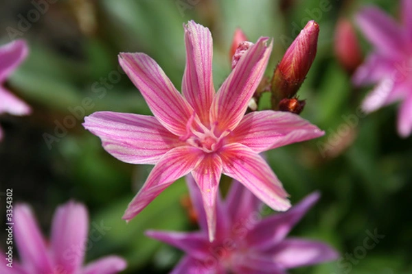 Obraz pink colored flower