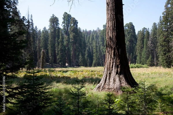 Obraz California / USA - August 23, 2015: A giant sequoia tree trunk detail in the forest of Sequoia National Park, California, USA