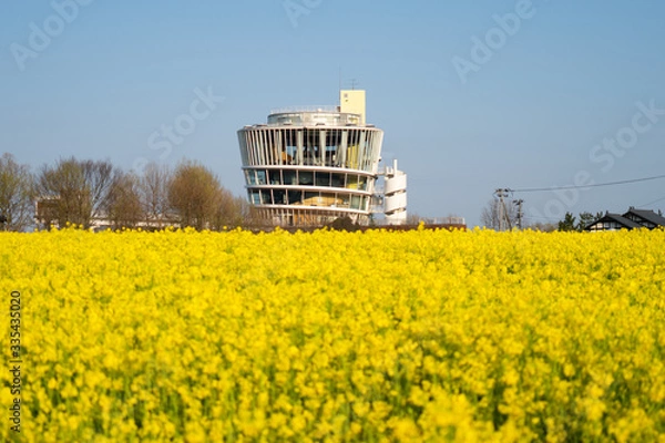 Obraz 新潟市福島潟の菜の花畑