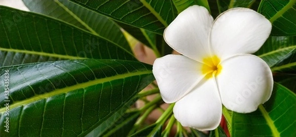 Obraz white frangipani flower