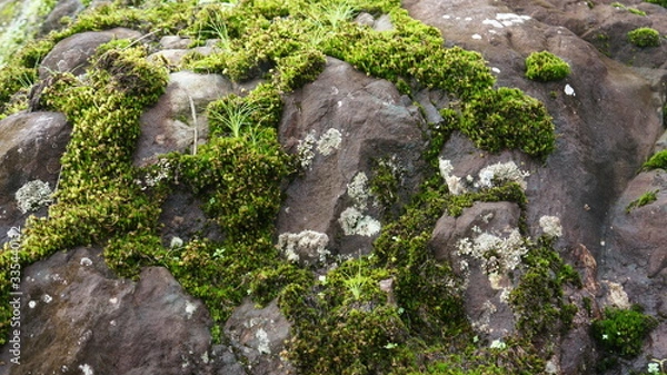 Obraz moss on the rocks
