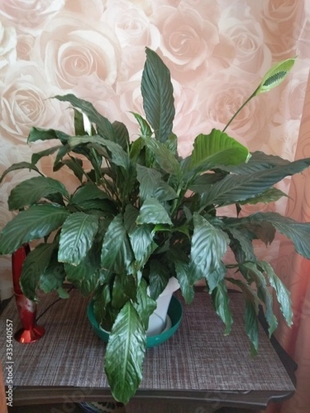 Obraz Цветок2...