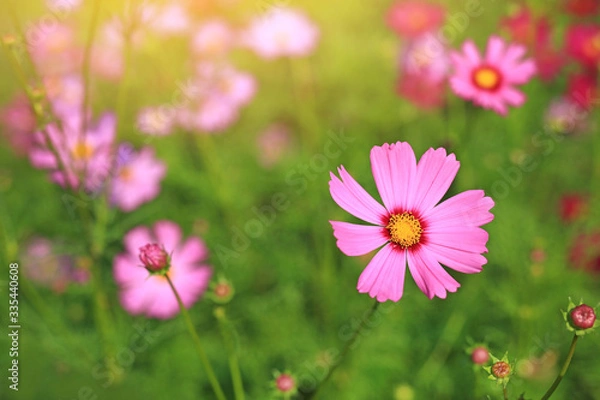 Fototapeta Cosmos flower blooming in summer garden field with walkway. Rays of sunlight in nature