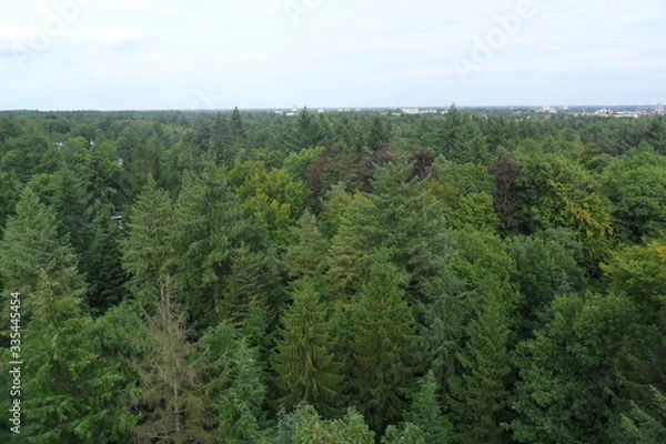 Obraz trees in the forest