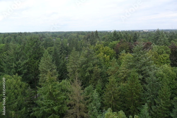 Obraz forest in the forest