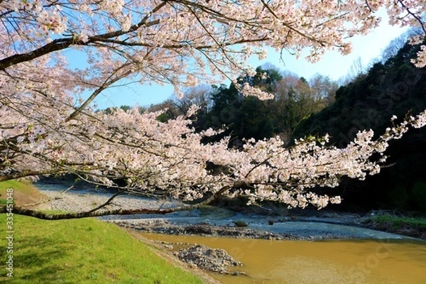 Fototapeta 春　さくら　川　道　風景　杤木